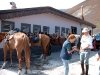 mount_etna_riding_mount_etna_riding20